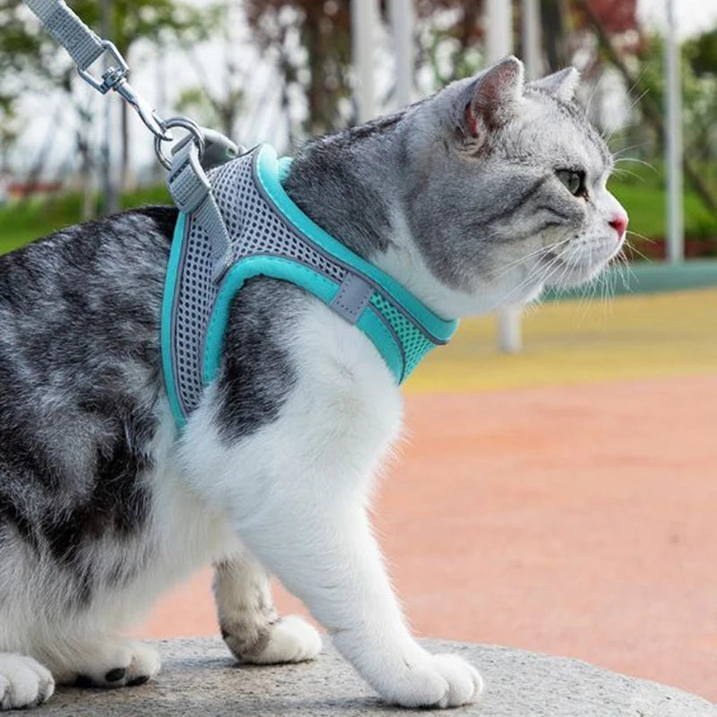 Coleira de Arnês para gatos, buldogue francês, chihuahua ...