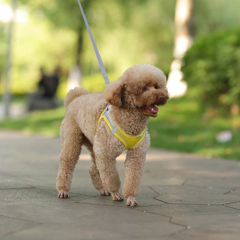 Coleira de Arnês para gatos, buldogue francês, chihuahua ...