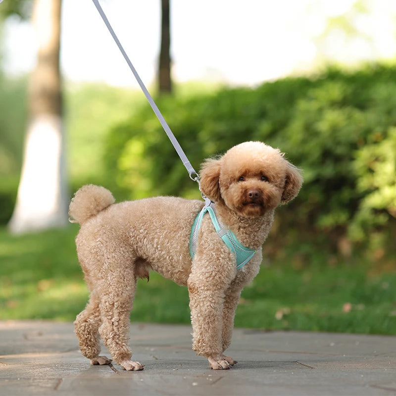 Coleira de Arnês para gatos, buldogue francês, chihuahua ...