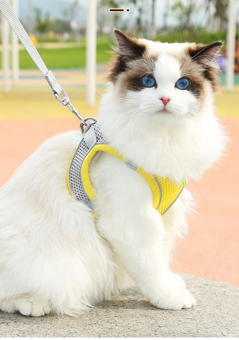 Coleira de Arnês para gatos, buldogue francês, chihuahua ...